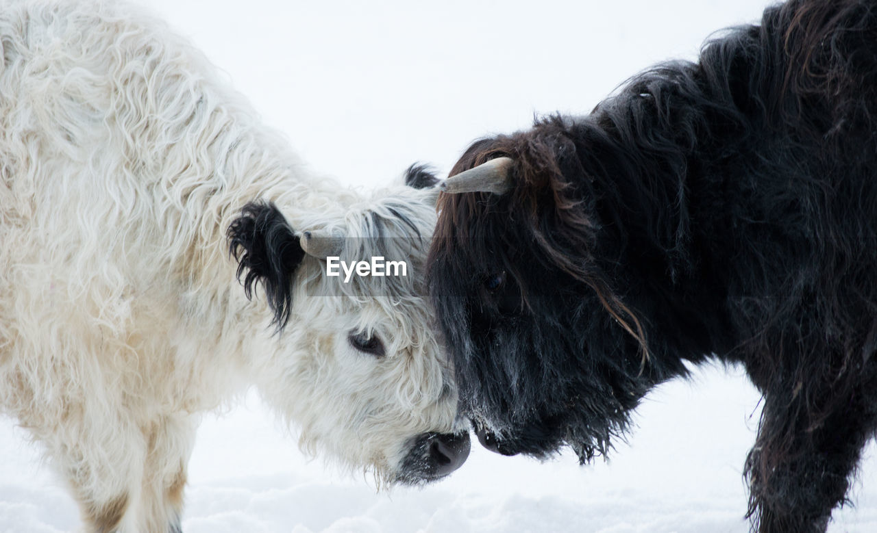 Close-up of highland cattles standing on snow field