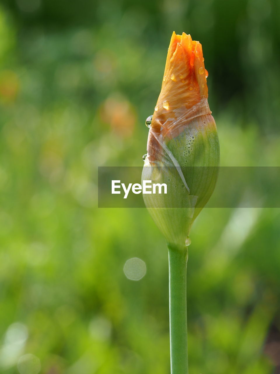 Close-up of flower blooming outdoors