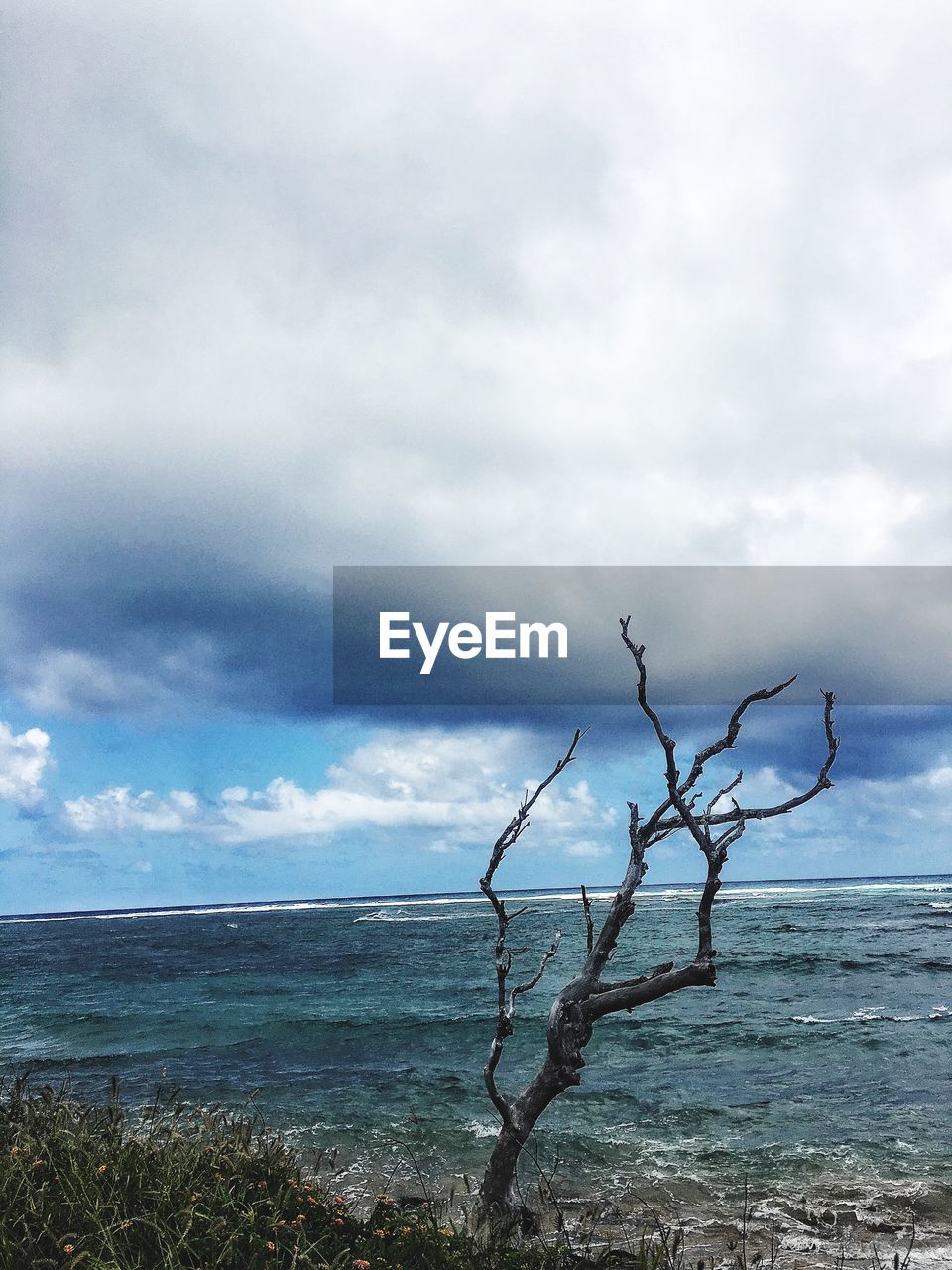 TREE ON BEACH AGAINST SKY