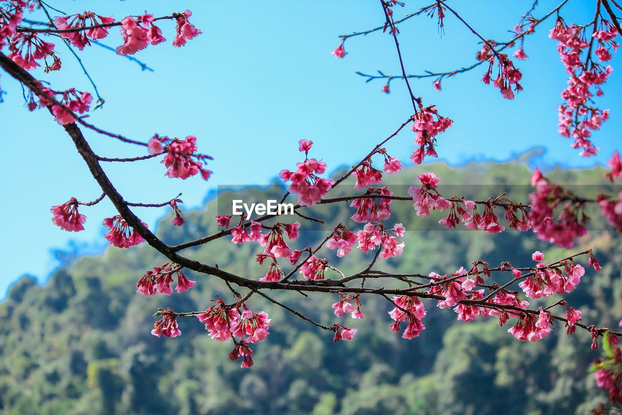 Low angle view of cherry blossoms against sky