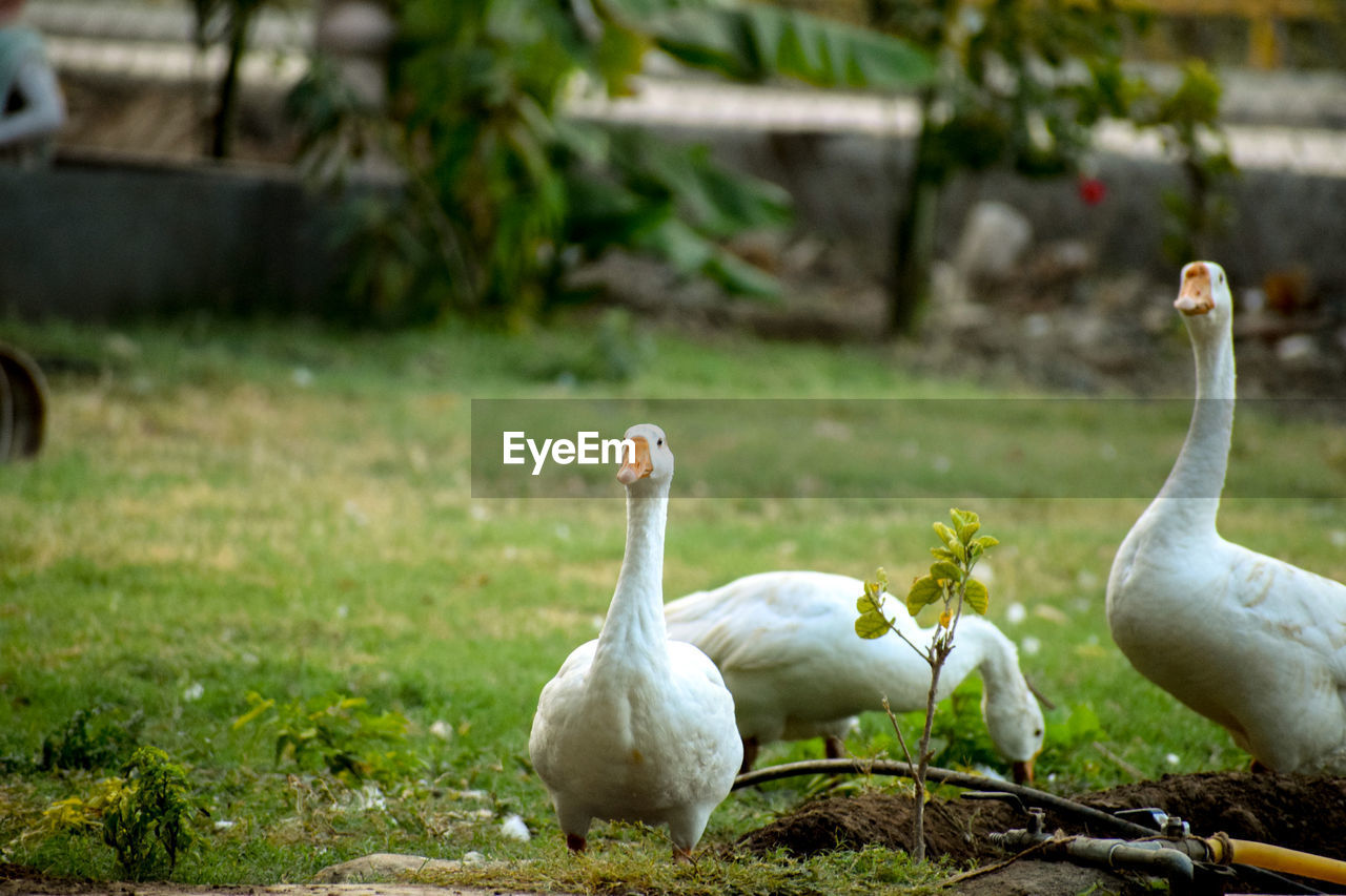 GEESE ON FIELD