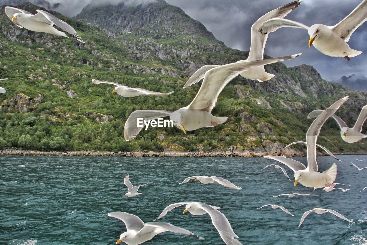 Seagulls flying over river against mountains