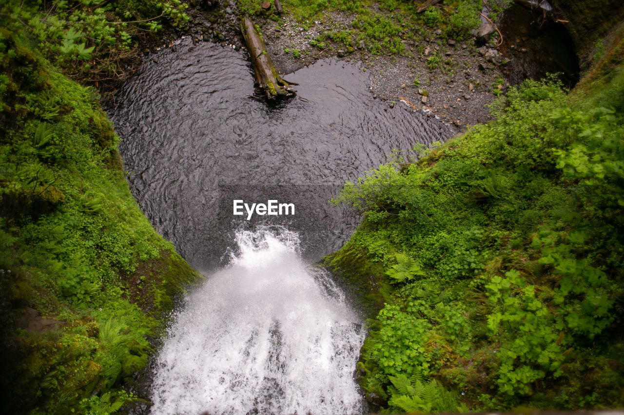 VIEW OF WATERFALL IN FOREST