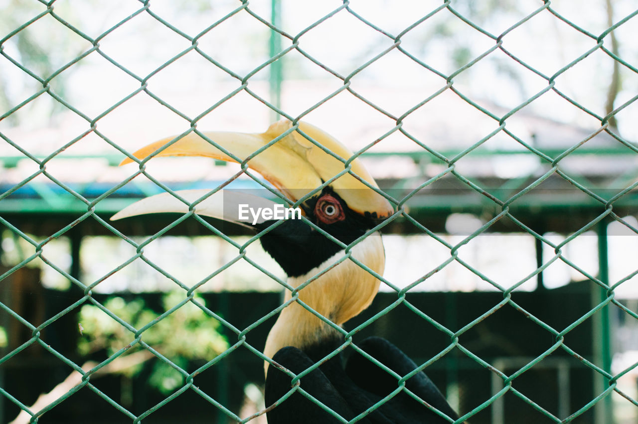 CLOSE-UP OF BIRD ON FENCE