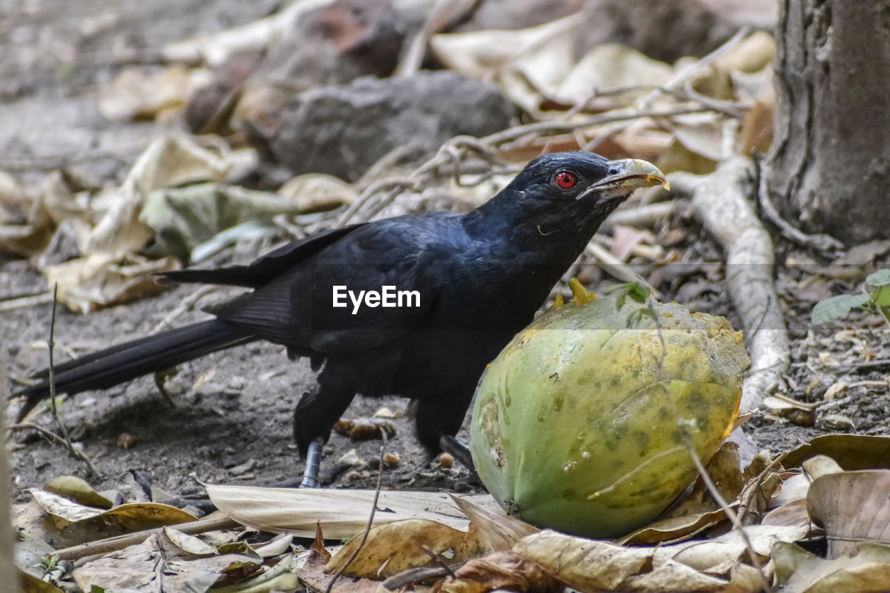 CLOSE-UP OF BIRD PERCHING ON A WOOD