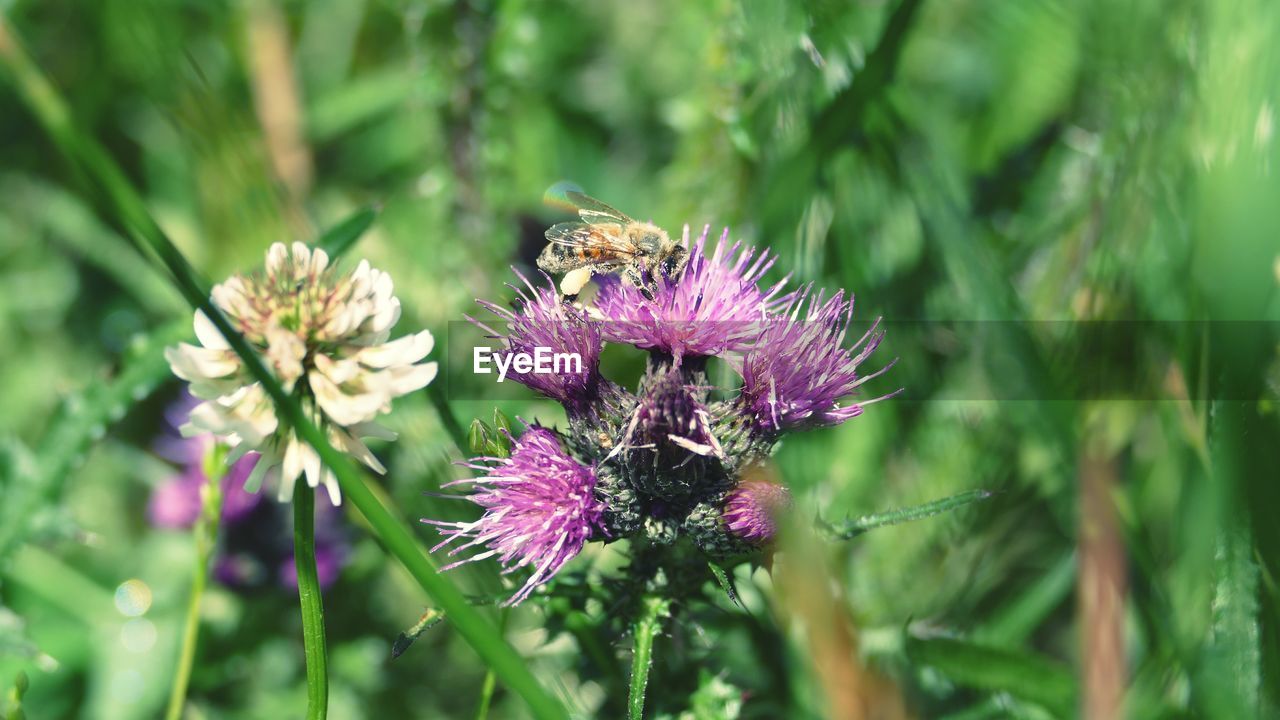 CLOSE-UP OF BEE ON THISTLE FLOWER