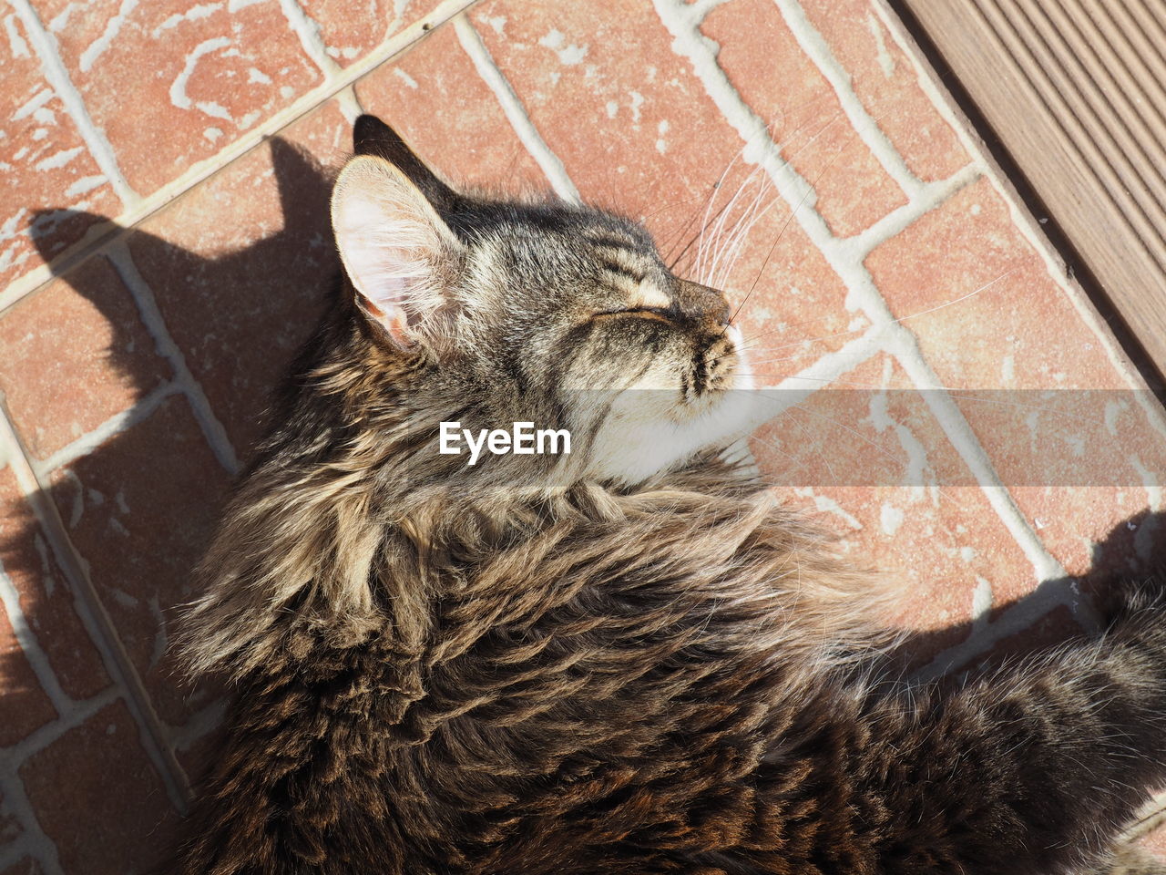 HIGH ANGLE VIEW OF CAT RELAXING BY WALL