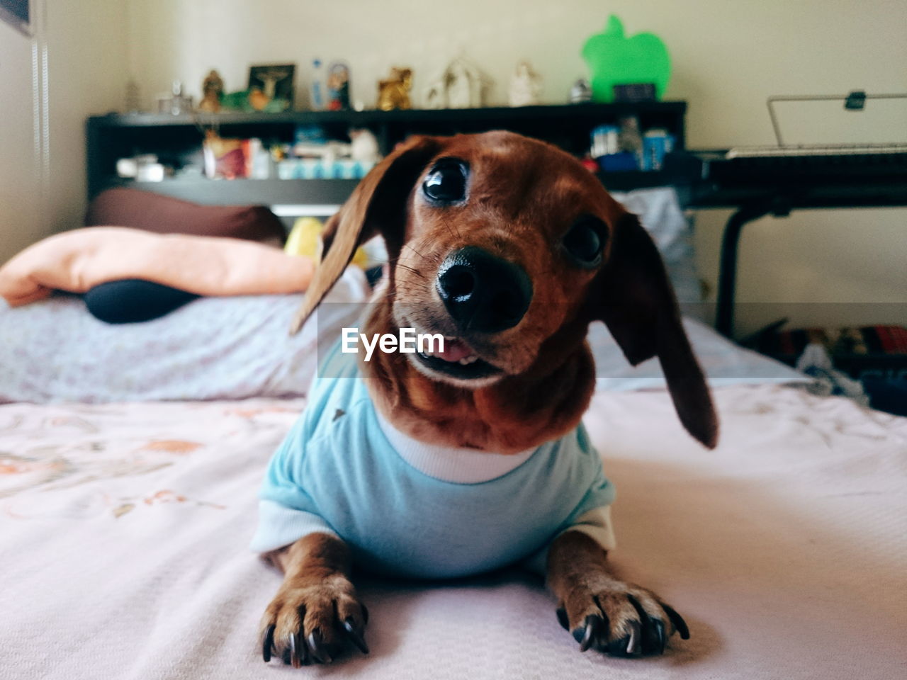 CLOSE-UP OF DOG SITTING ON FLOOR