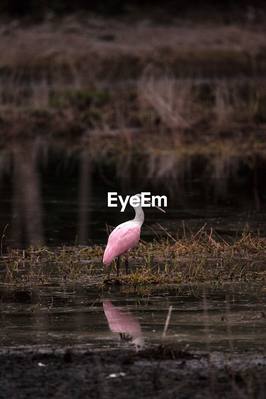 BIRD ON PINK WATER