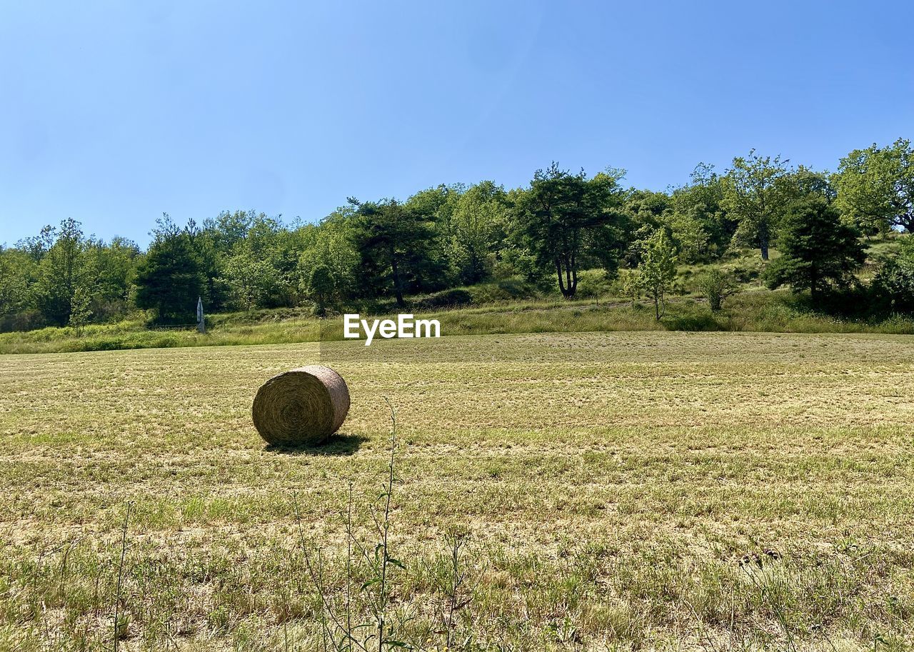 plant, field, landscape, land, tree, bale, hay, sky, pasture, nature, agriculture, environment, rural scene, grass, meadow, farm, tranquility, rural area, grassland, no people, tranquil scene, rolled up, prairie, beauty in nature, growth, scenics - nature, day, crop, outdoors, harvesting, plain, sunlight, blue, soil, clear sky, circle, green, hill