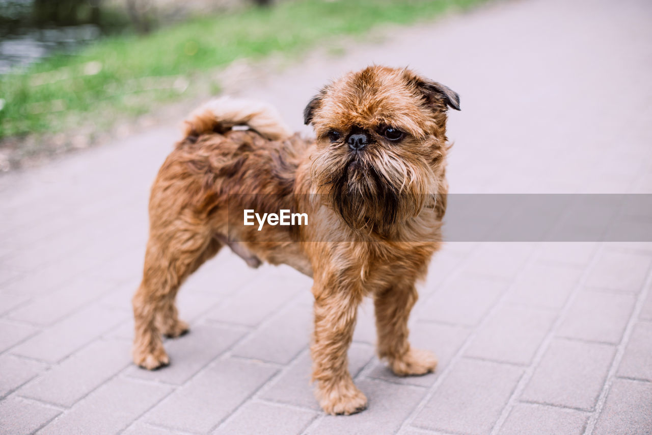 PORTRAIT OF DOG ON SIDEWALK