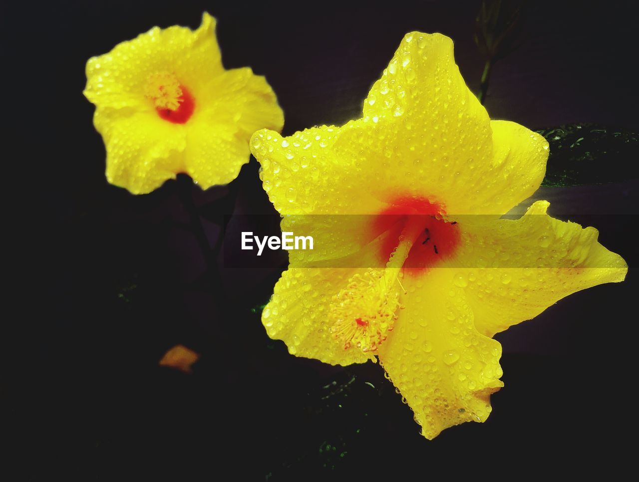 CLOSE-UP OF YELLOW FLOWER