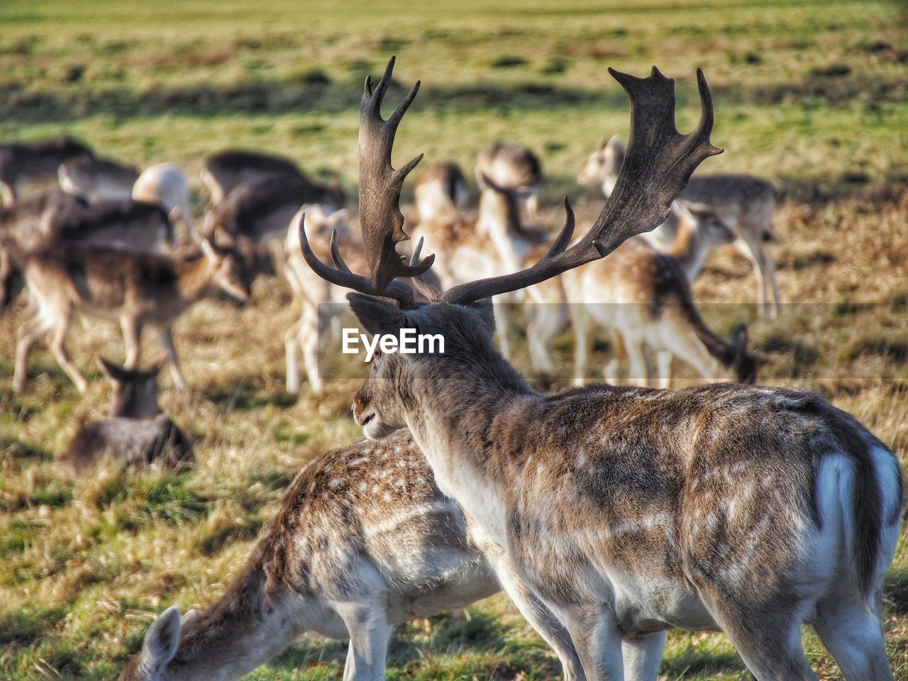 animal, animal themes, animal wildlife, wildlife, mammal, group of animals, deer, grass, field, nature, no people, herd, domestic animals, antler, day, plant, land, outdoors, plain, focus on foreground, herbivorous, environment, horned, reindeer, safari, large group of animals, tourism, standing, stag, beauty in nature