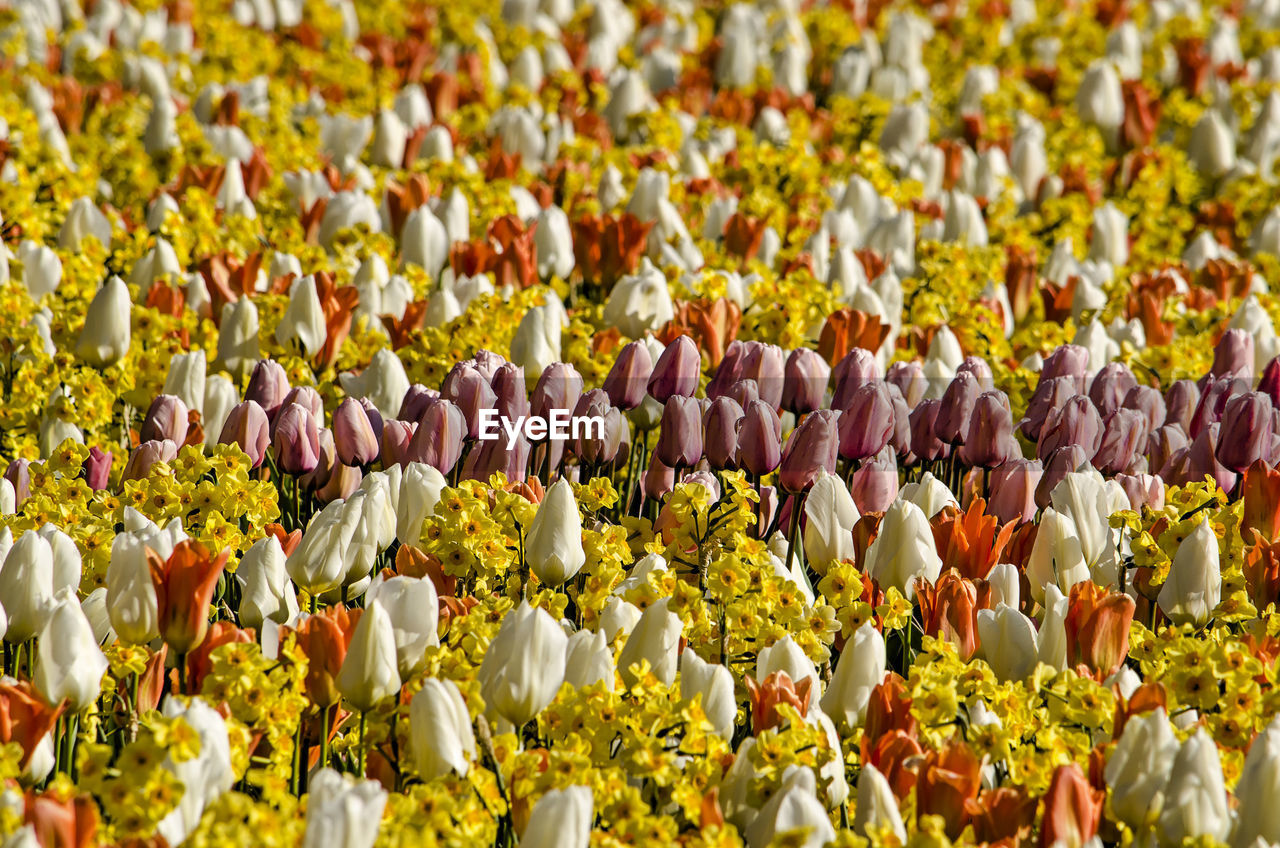 Field of tulips in various colors in the netherlands