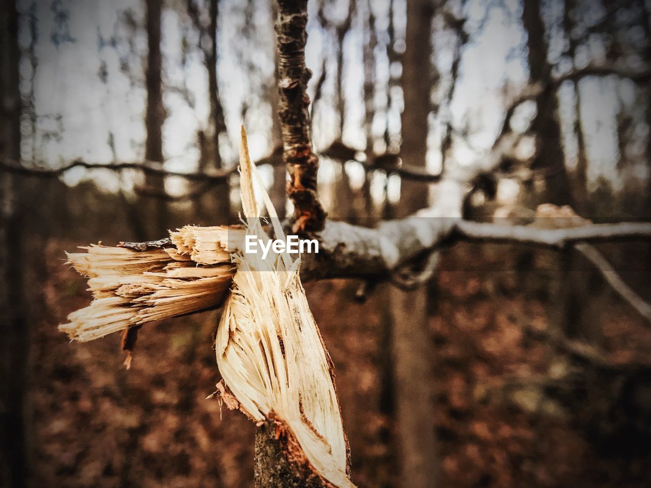 CLOSE-UP OF TREE TRUNK AGAINST SNOW