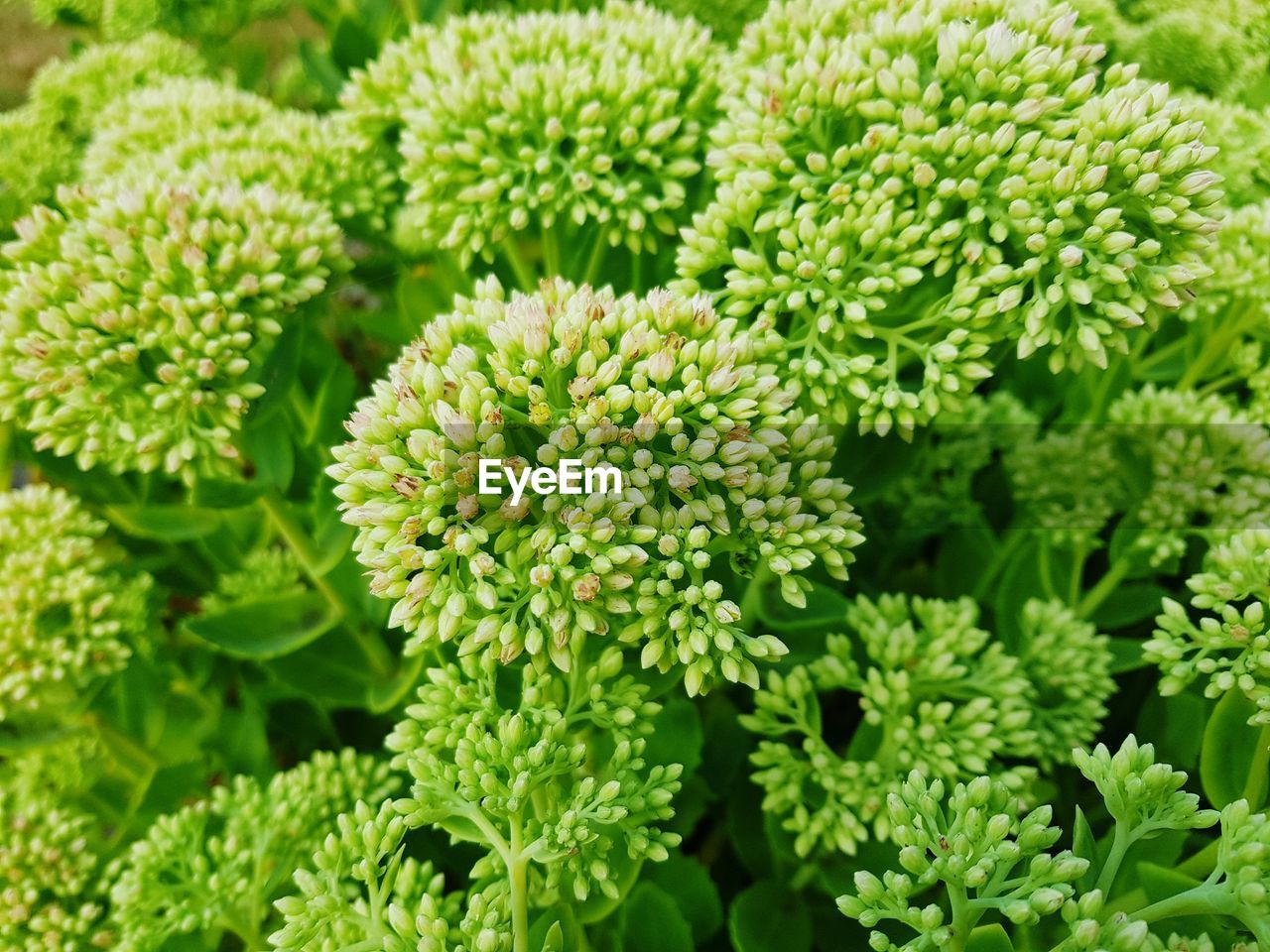 Close-up of pink flowering plants