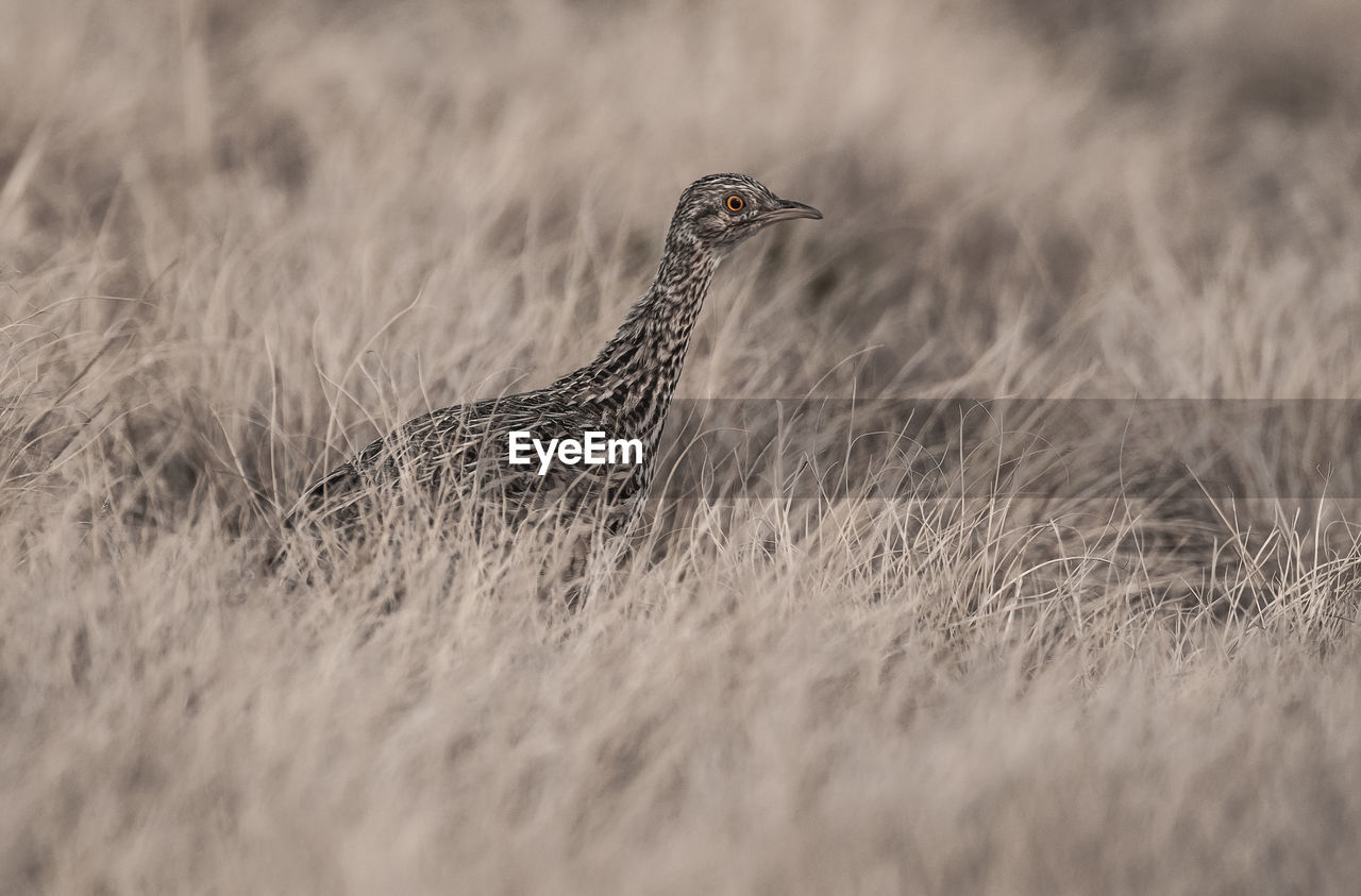 close-up of a bird perching on field