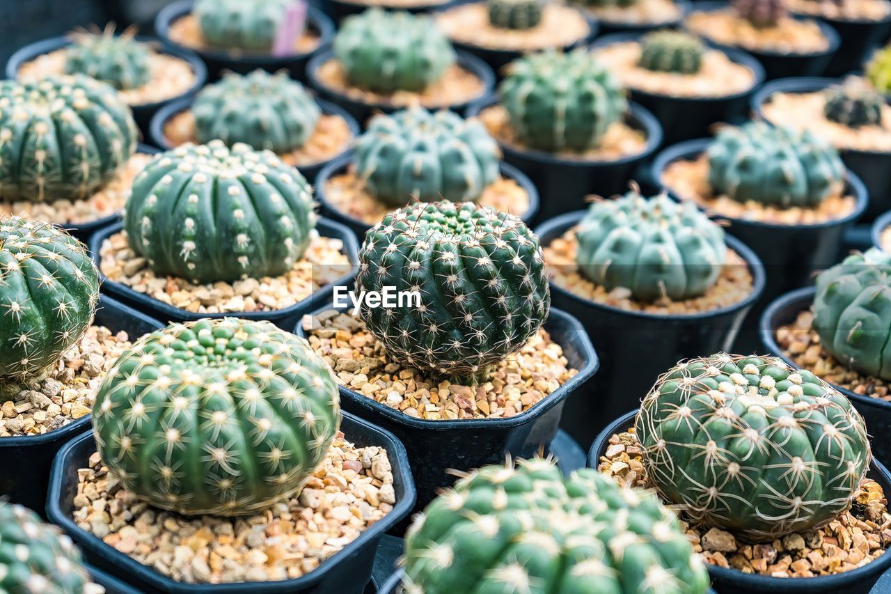 cactus, plant, food, food and drink, green, succulent plant, no people, large group of objects, flower, abundance, freshness, market, nature, healthy eating, retail, full frame, day, wellbeing, for sale, variation, close-up, backgrounds, outdoors, produce, in a row, nopal, vegetable