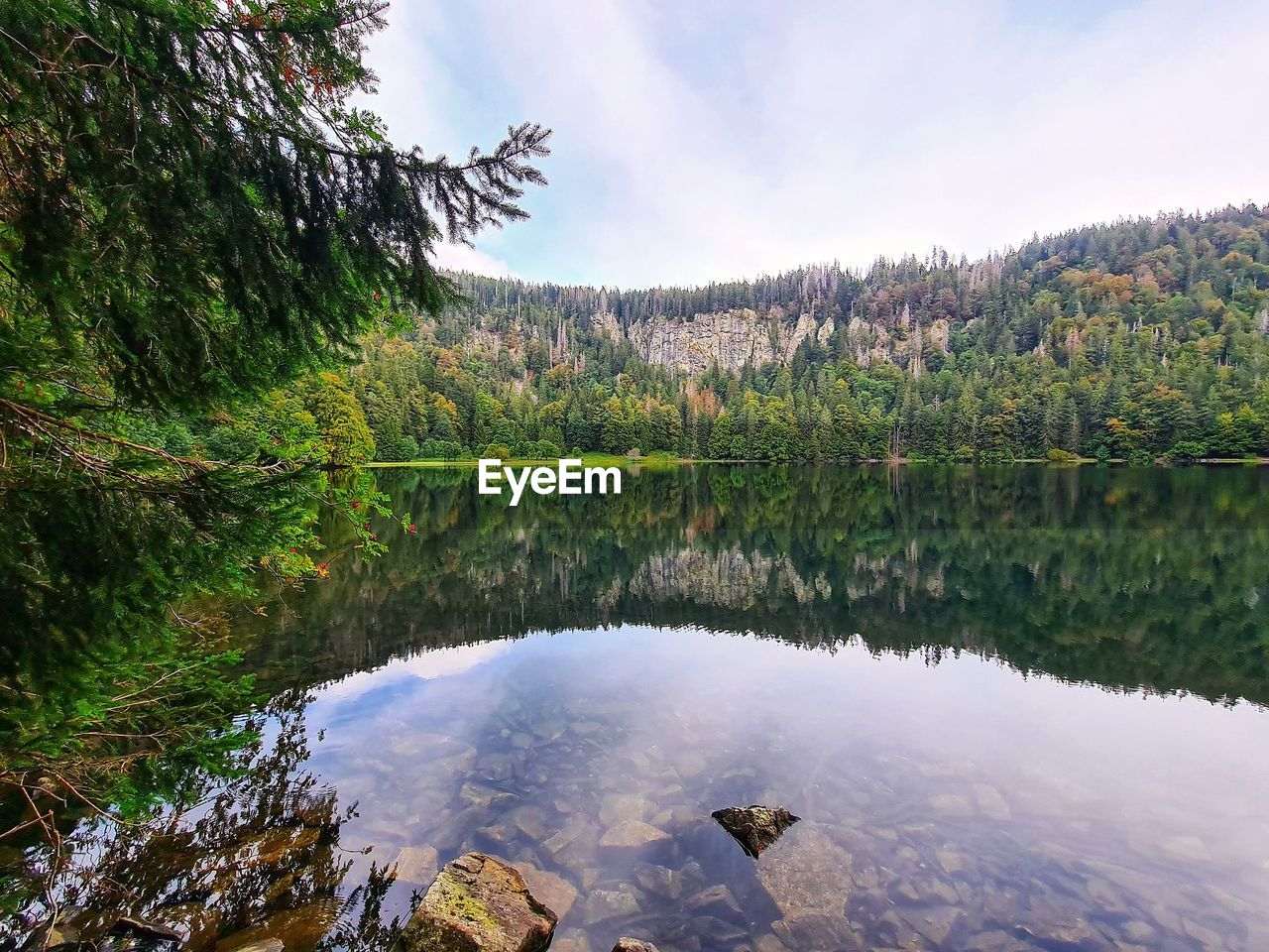 Scenic view of lake in forest against sky