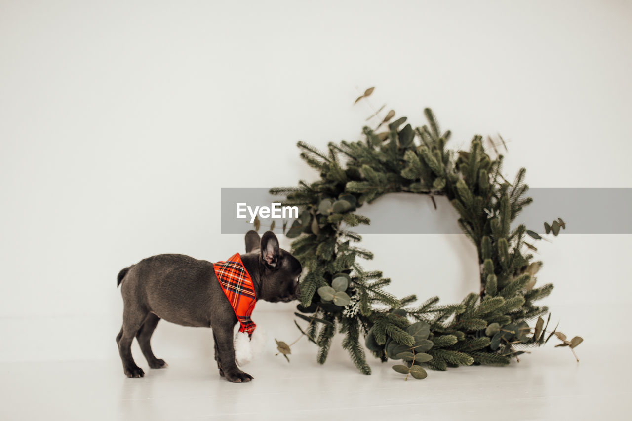 mammal, animal, animal themes, christmas, christmas tree, studio shot, one animal, domestic animals, indoors, tree, copy space, plant, full length, holiday, christmas decoration, celebration, animal representation, no people, nature, pet, decoration, art, dog, canine, representation