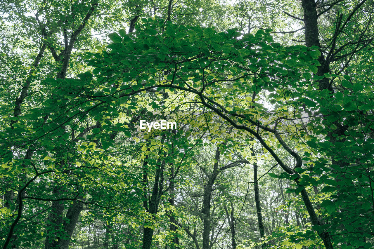 Low angle view of bamboo trees in forest