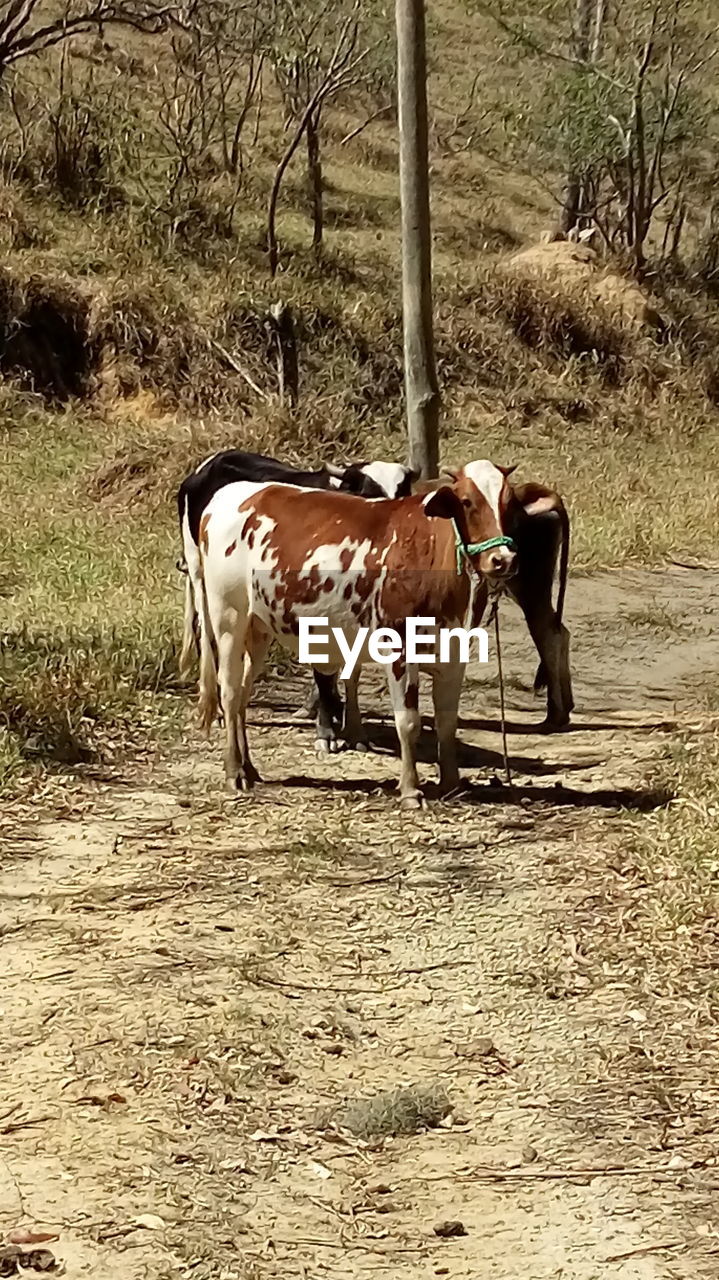 COWS STANDING ON FIELD