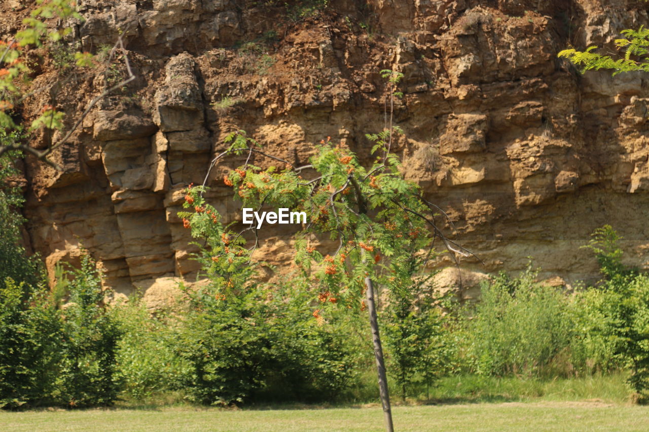 Plants growing on rock