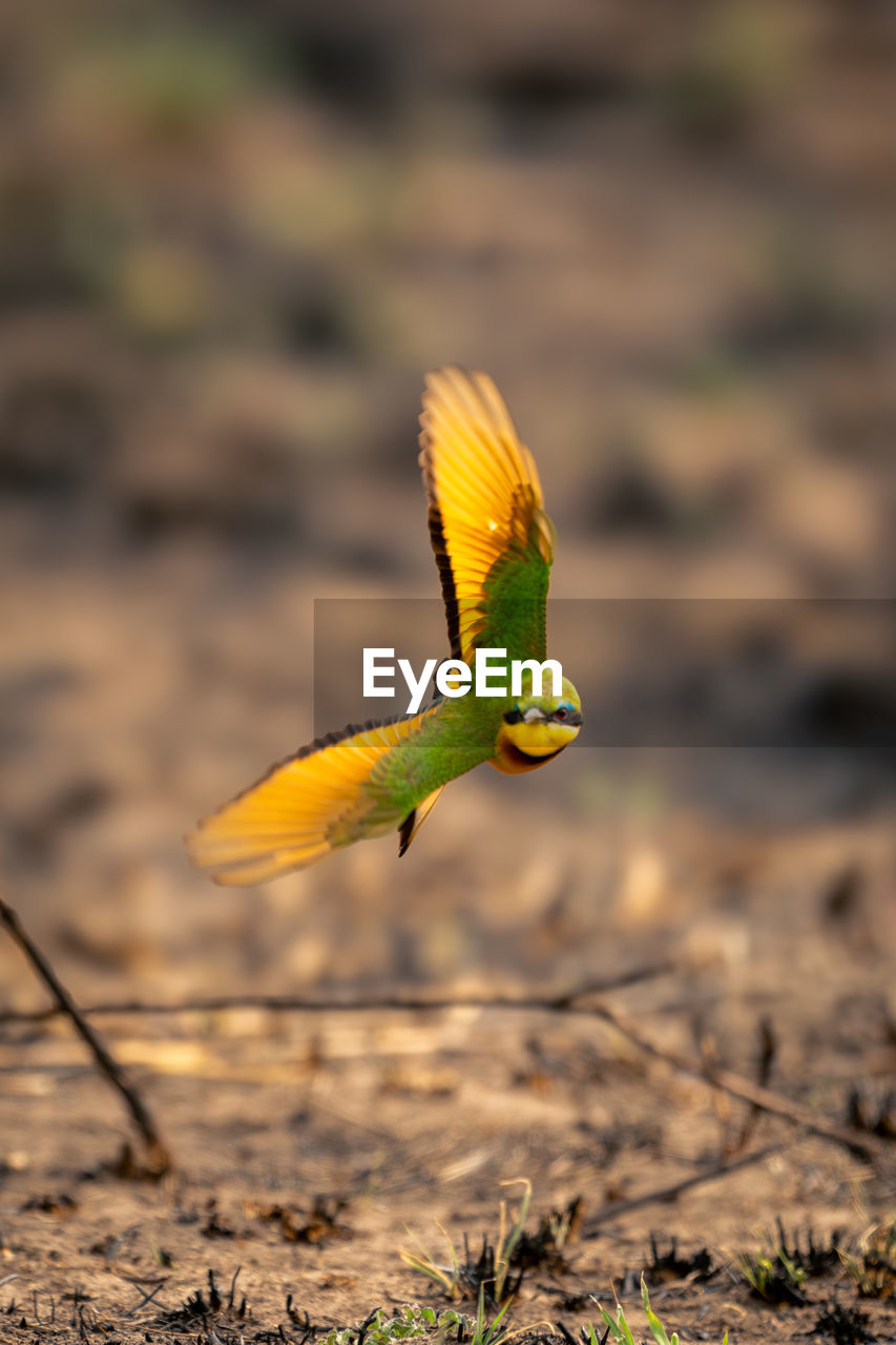 close-up of bird perching