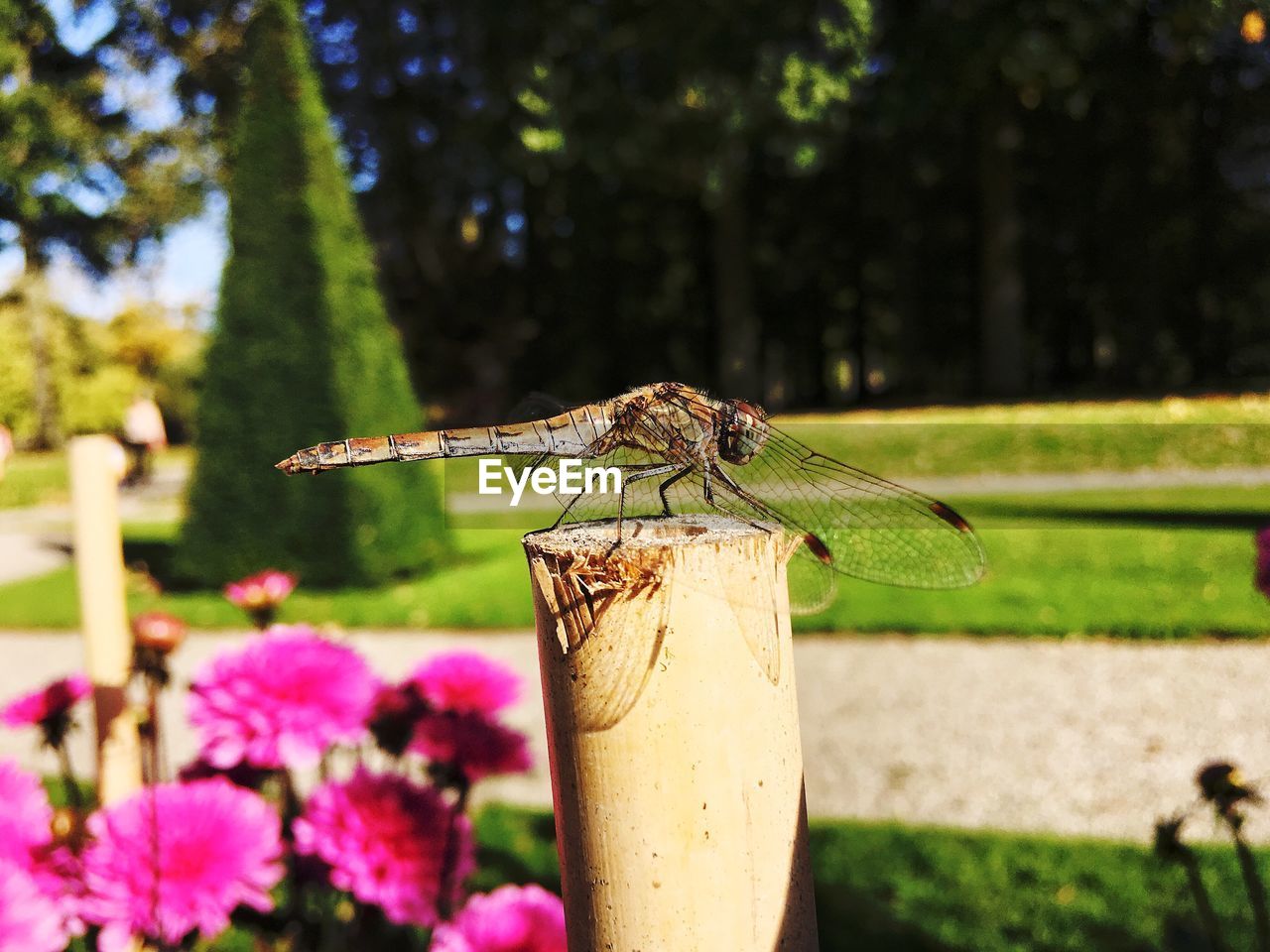 CLOSE-UP OF INSECT ON PLANT