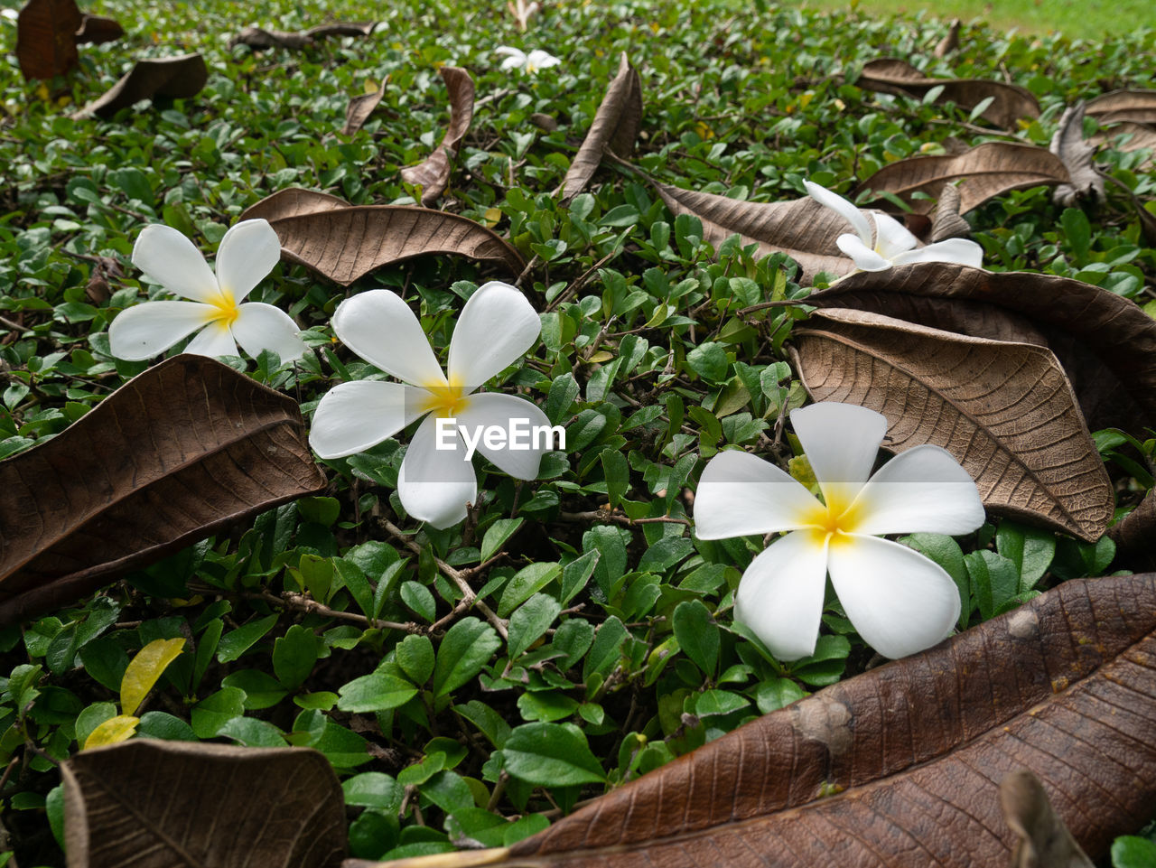 CLOSE-UP OF WHITE FLOWERING PLANT BY PLANTS