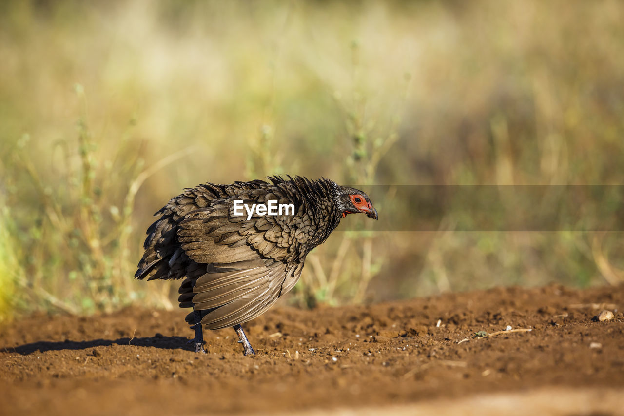 bird perching on field