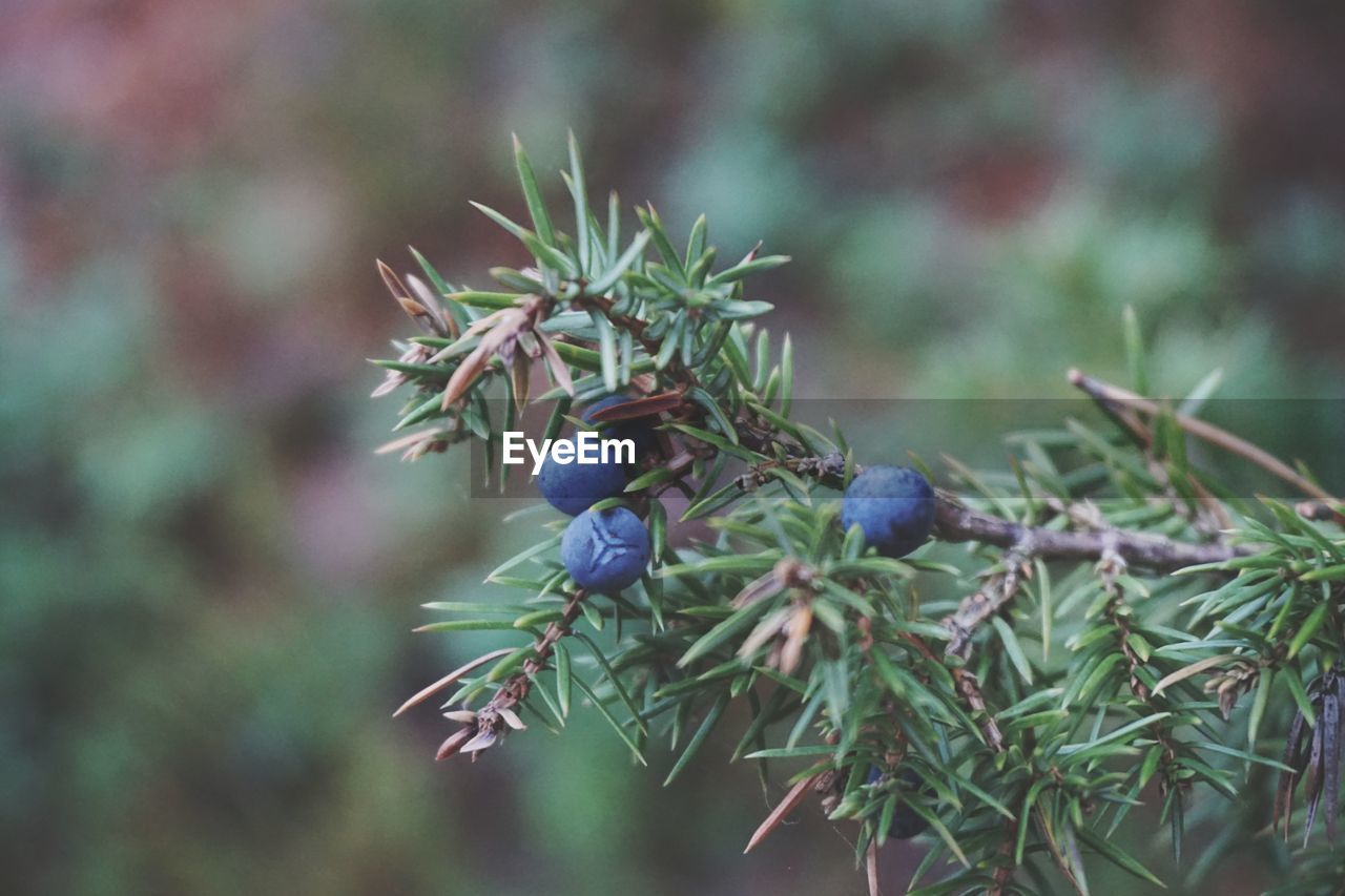 Close-up of berries on tree