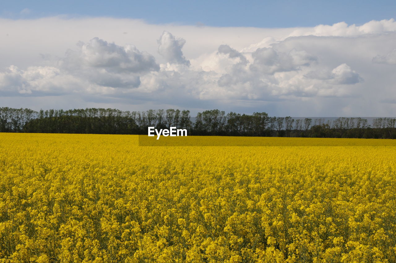 Scenic view of oilseed rape field against sky