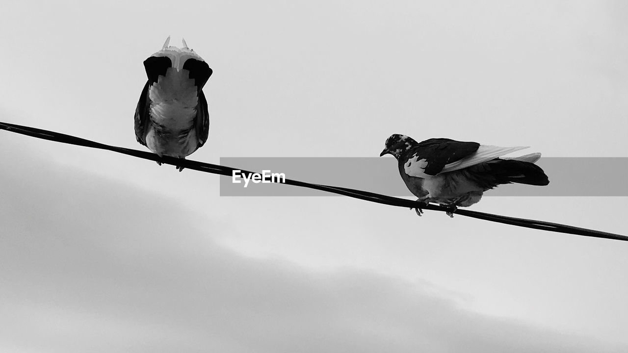 Low angle view of birds perching on cable against sky