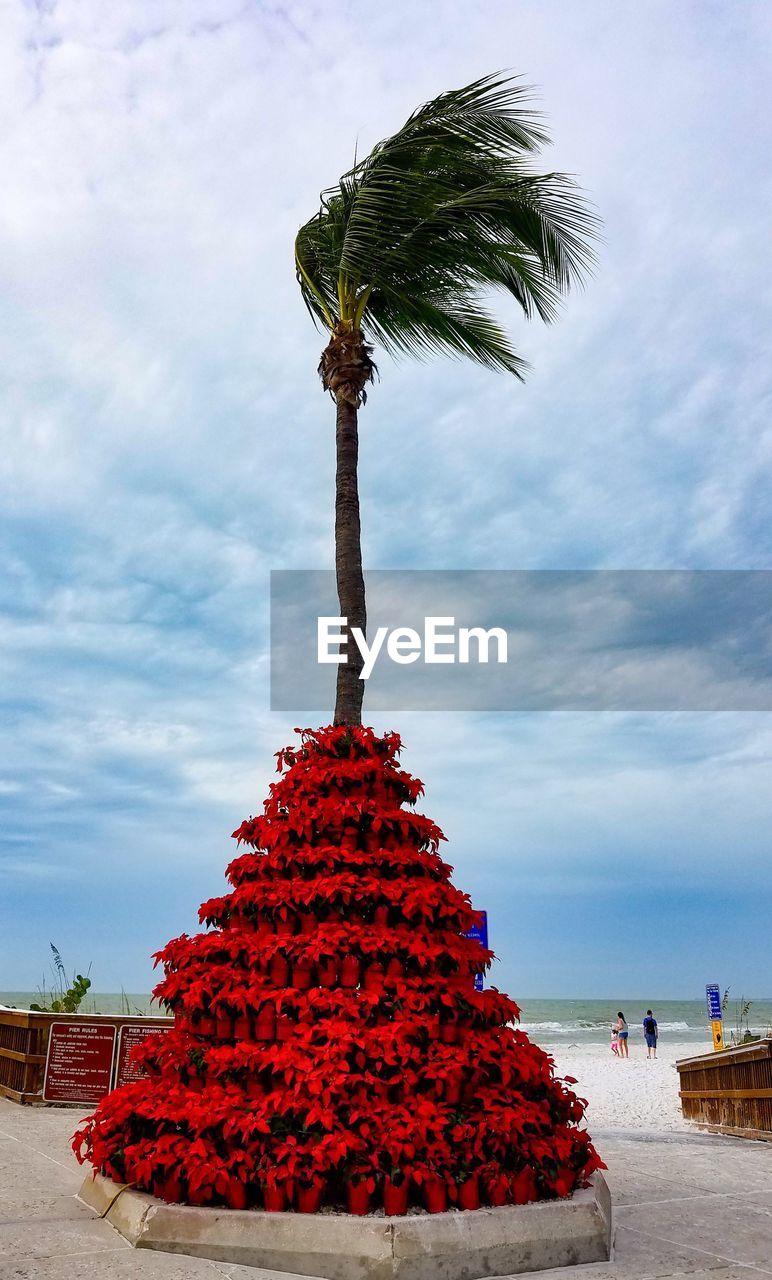 VIEW OF PALM TREES ON BEACH