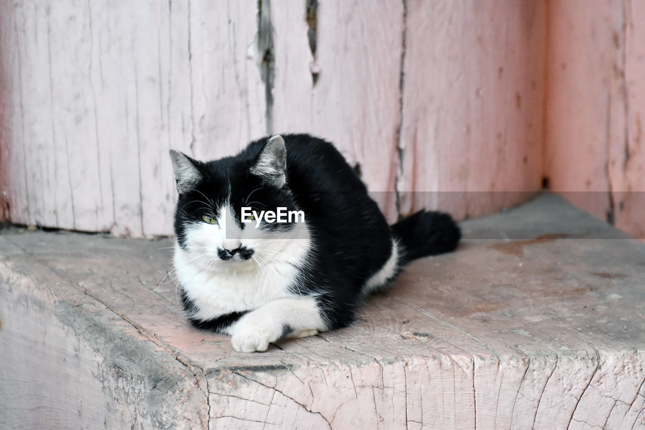 Close-up of cat sitting on wood