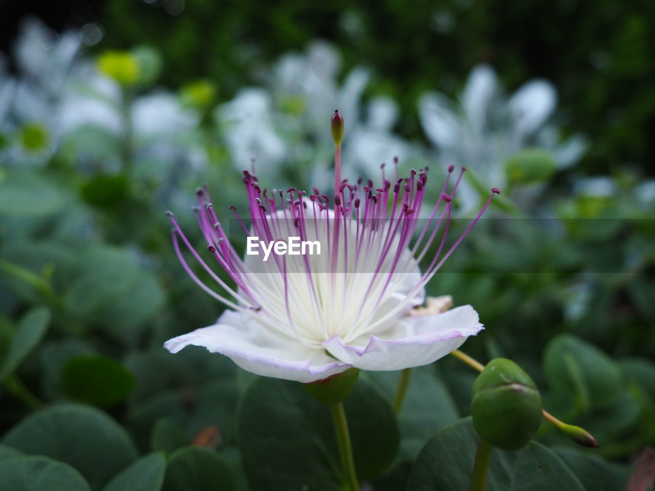 Close-up of pink flower blooming outdoors