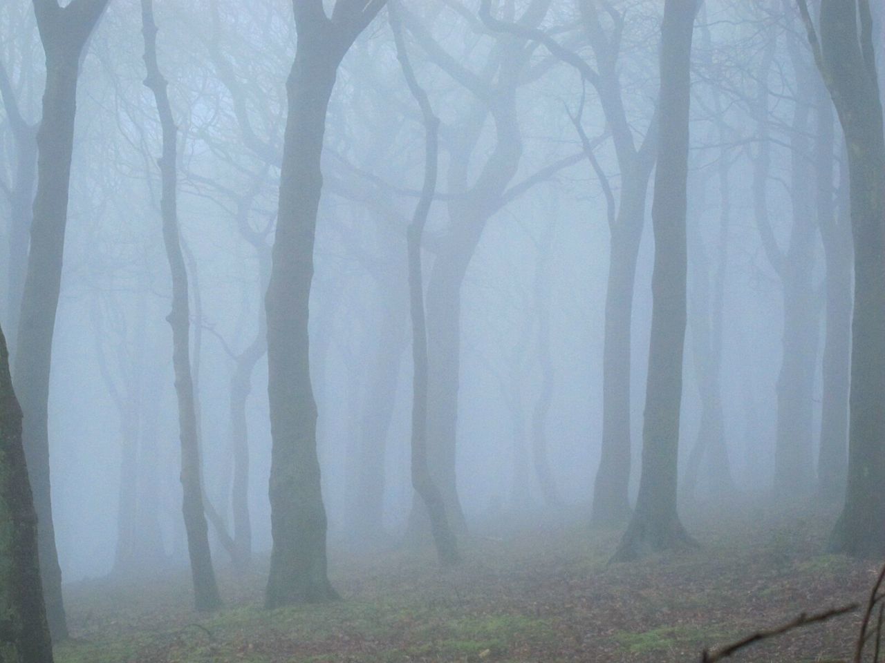 TREE IN FOREST