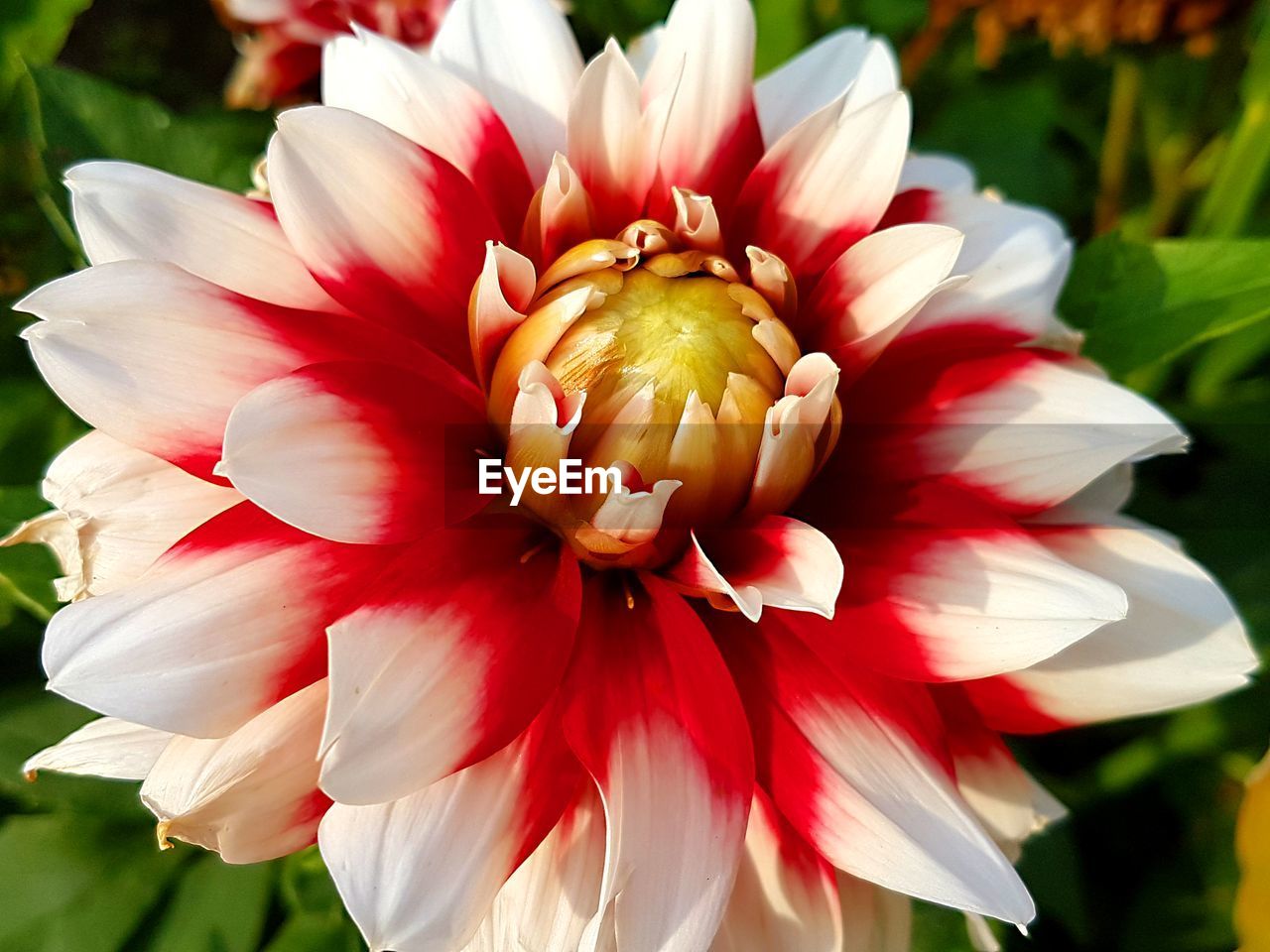 CLOSE-UP OF DAHLIA BLOOMING OUTDOORS