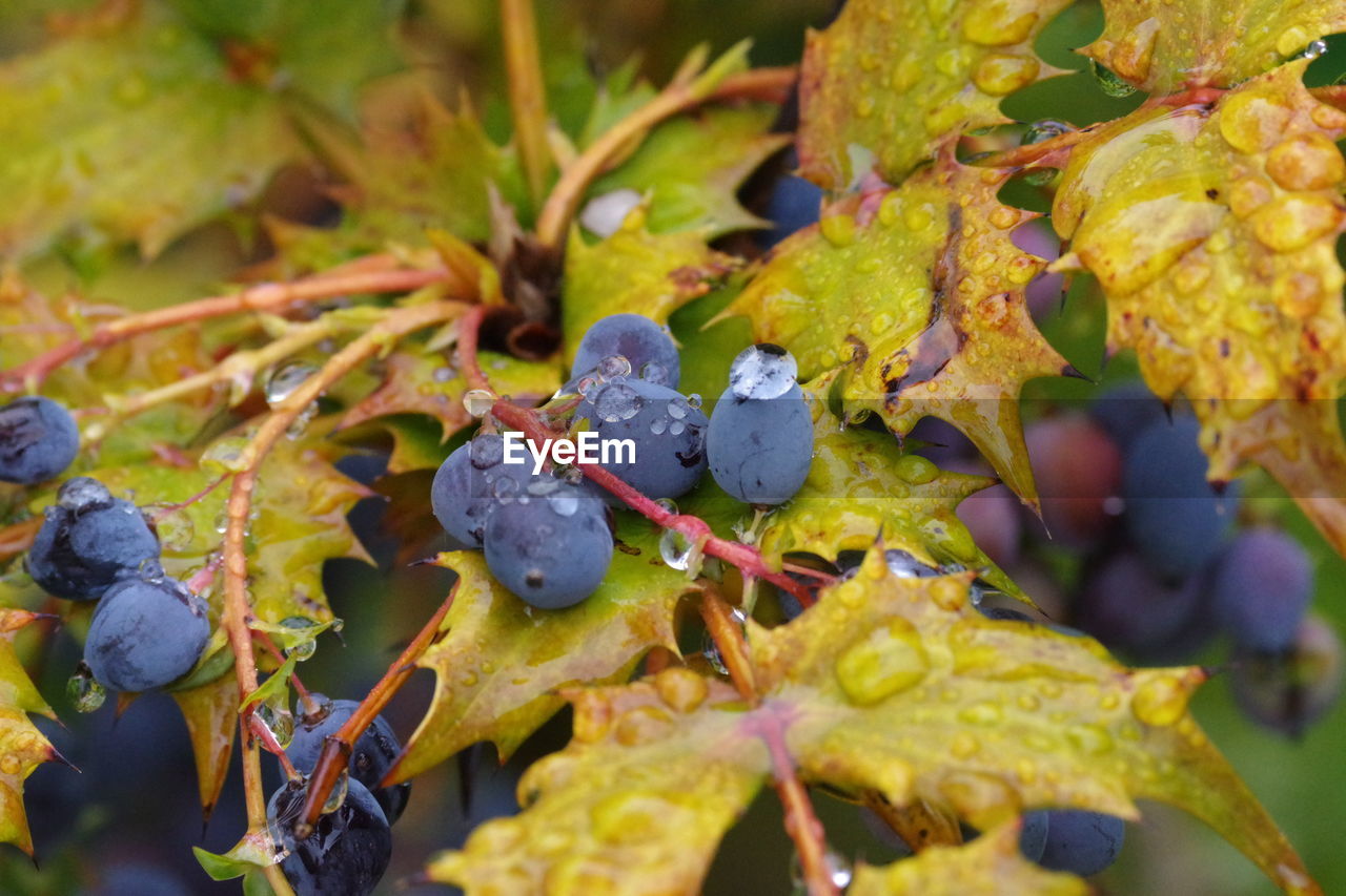 CLOSE-UP OF FRESH FRUITS ON PLANT