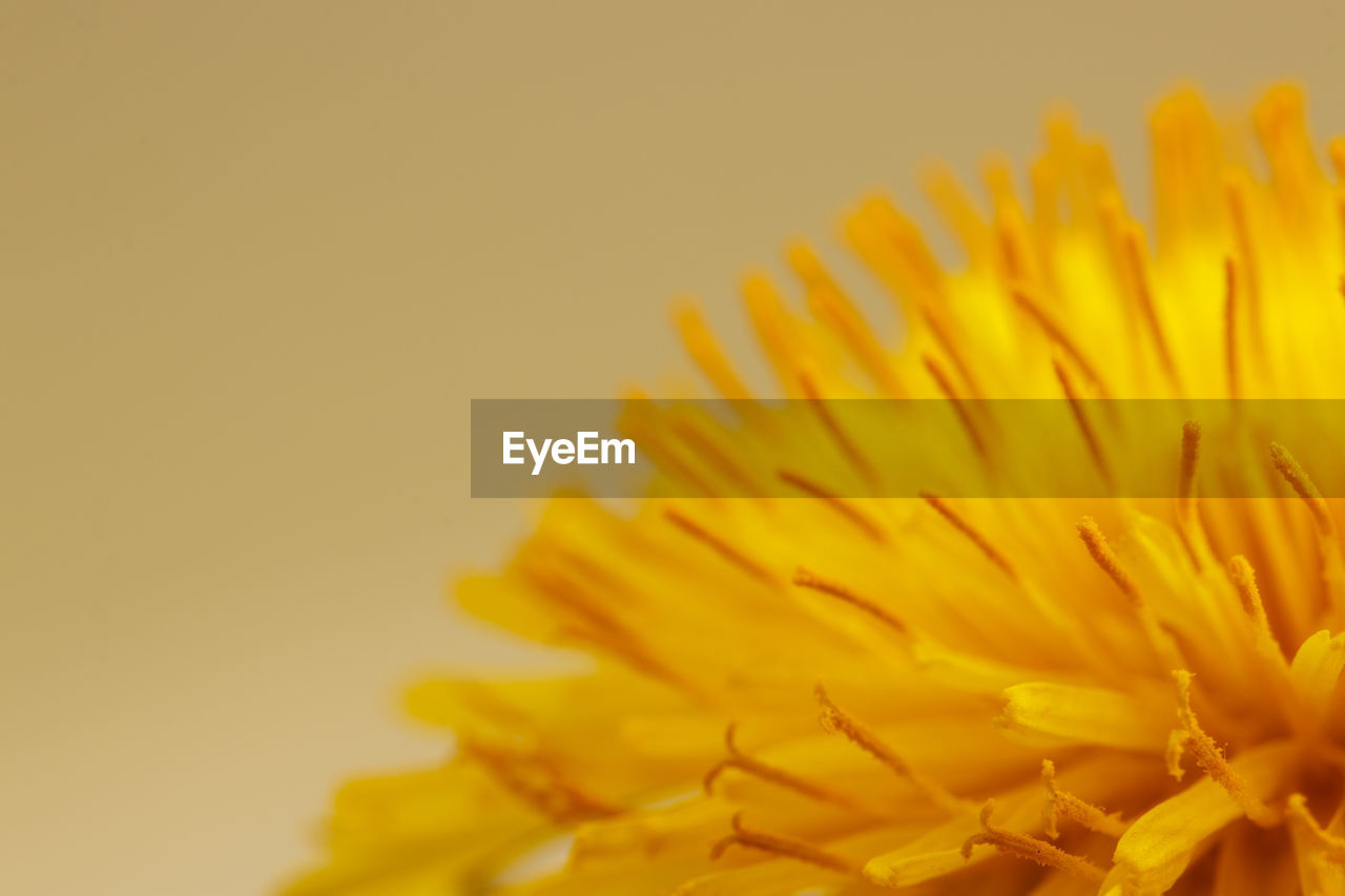 CLOSE-UP OF YELLOW FLOWER