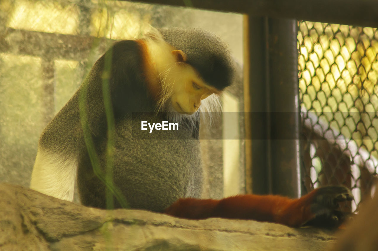 Side view of monkey sitting in cage at zoo