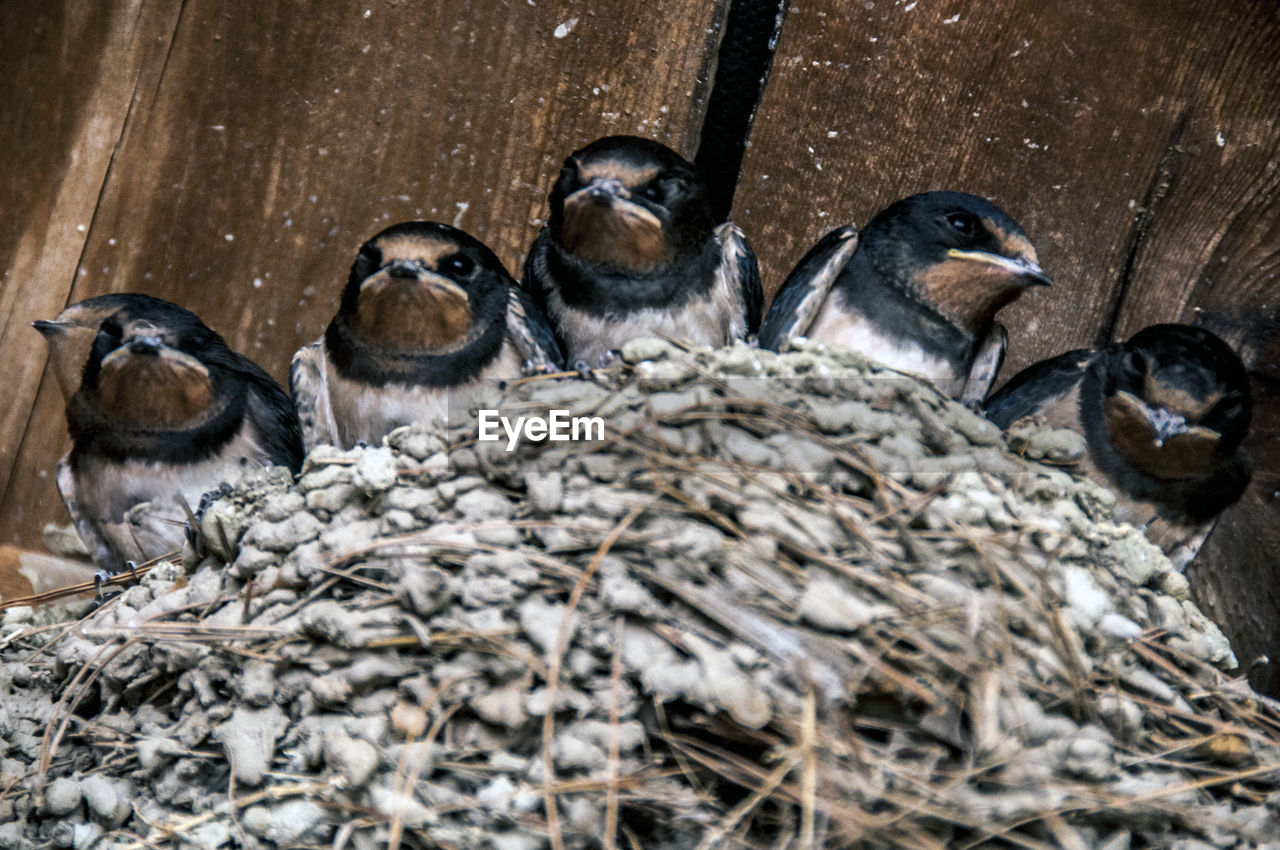 Close-up of birds in nest