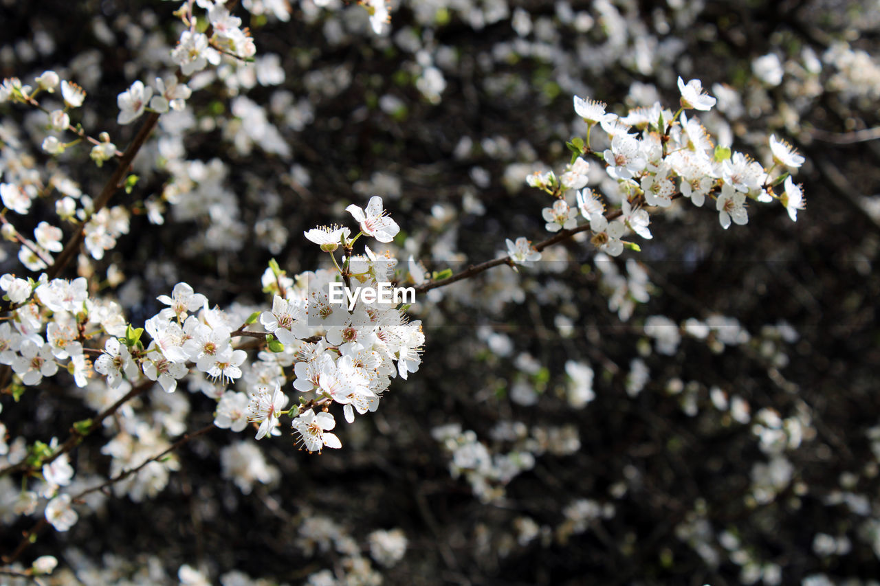 CHERRY BLOSSOMS IN SPRING