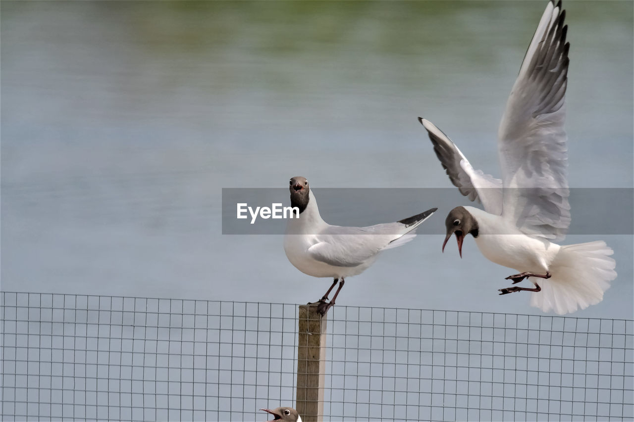 SEAGULLS FLYING OVER THE WATER