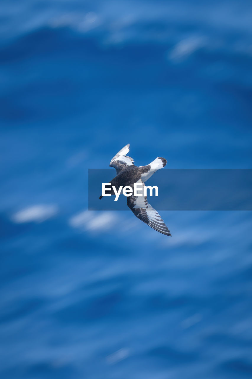 Antarctic petrel dives towards ocean in sunshine