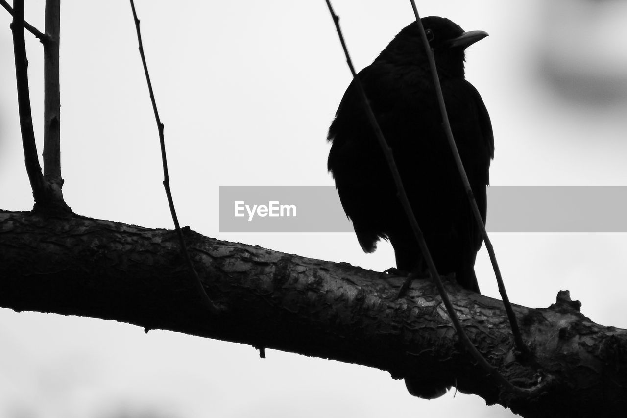 Low angle view of bird perching on branch against sky