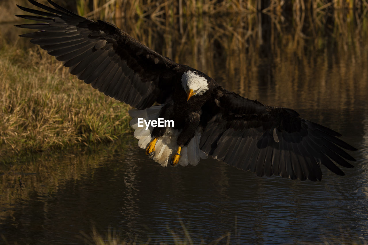 A trained bald eagle in flight, haliaeetus leucocephalus.