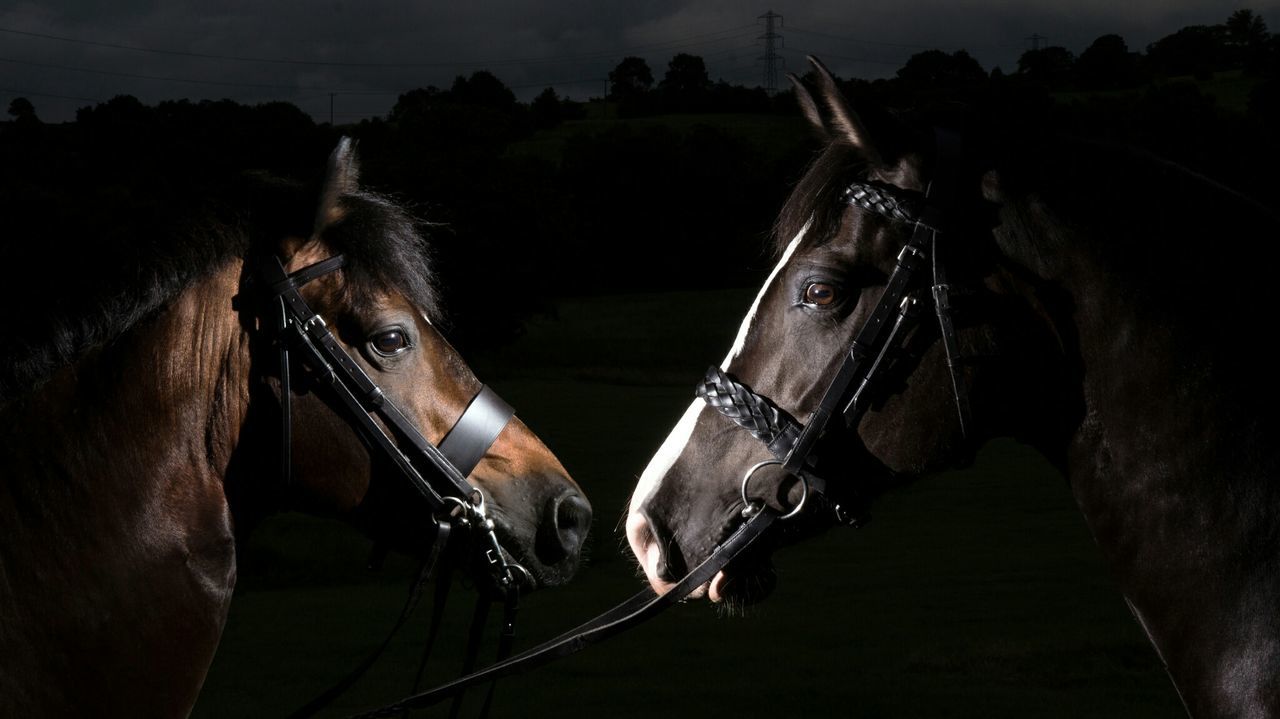 Horses standing in ranch at night