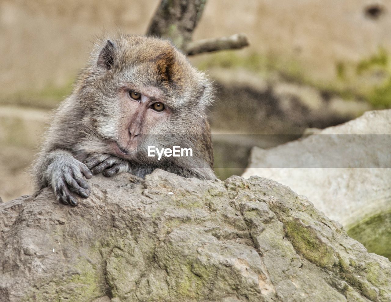 CLOSE-UP OF MONKEY AGAINST ROCK